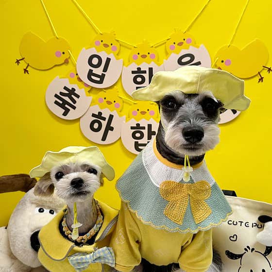 댕그랑댕 애견유치원 · 네이버 지도·플레이스 10