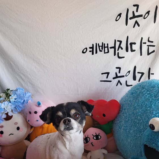 멍멍이발소 · 네이버 지도·플레이스 2