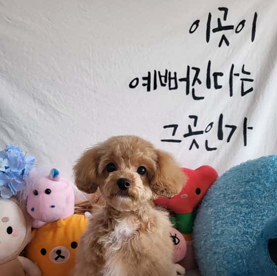 멍멍이발소 · 네이버 지도·플레이스 5