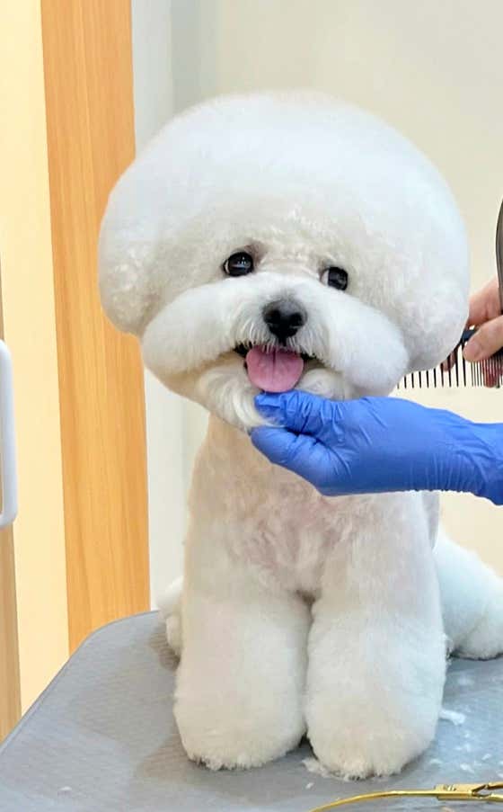 꼬몽스 강아지미용실 대표이미지