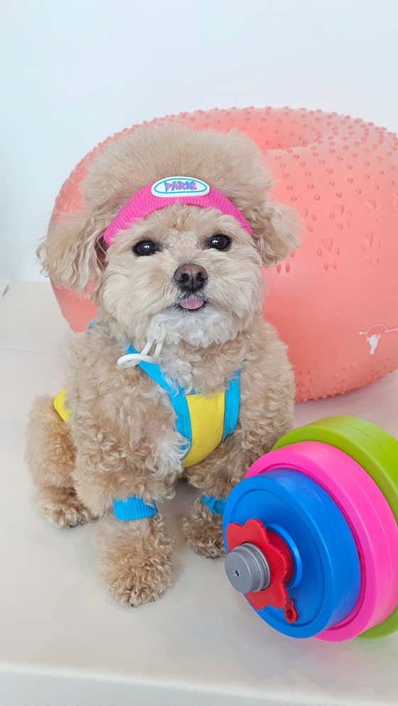 강아지왈츠 애견유치원/호텔 · 네이버 지도·플레이스 8