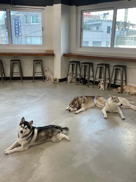 다양하개 애견유치원 · 네이버 지도·플레이스 7
