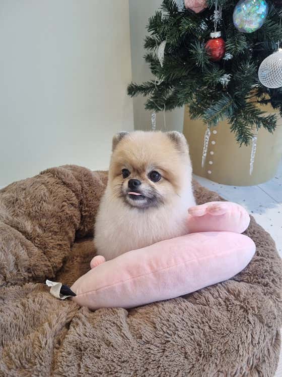 꽃댕댕싸롱 · 네이버 지도·플레이스 8
