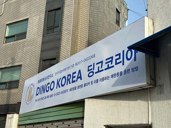 딩고코리아 반려견교육센터 애견훈련 애견유치원 애견호텔 · 네이버 지도·플레이스 3