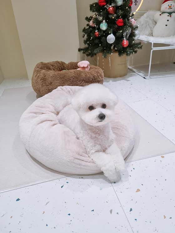 꽃댕댕싸롱 · 네이버 지도·플레이스 9