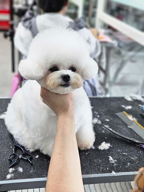 천호화이트애견미용학원