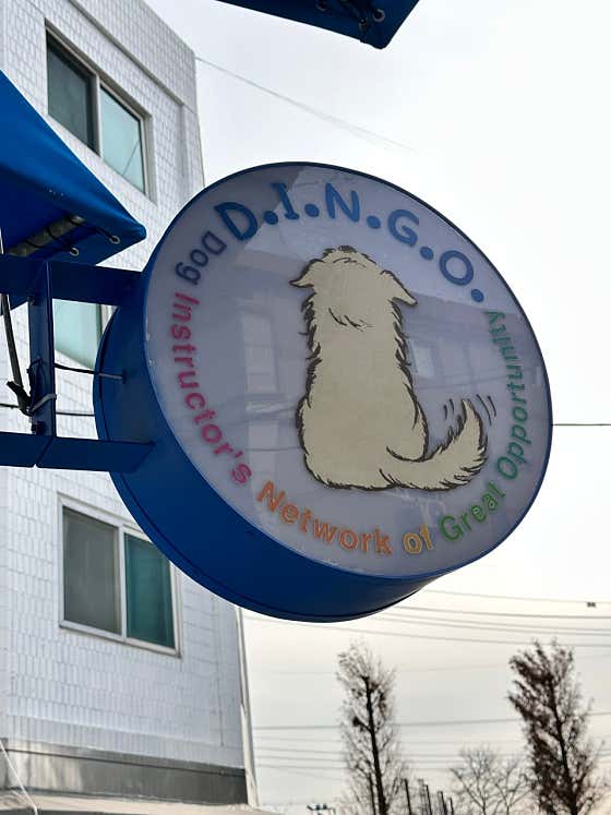 딩고코리아 반려견교육센터 애견훈련 애견유치원 애견호텔 · 네이버 지도·플레이스 4