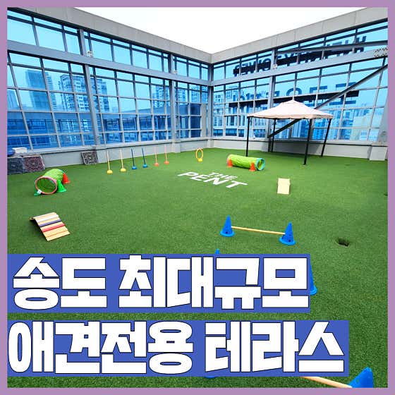 도그유토피아 강아지유치원&애견호텔 · 네이버 지도·플레이스 2