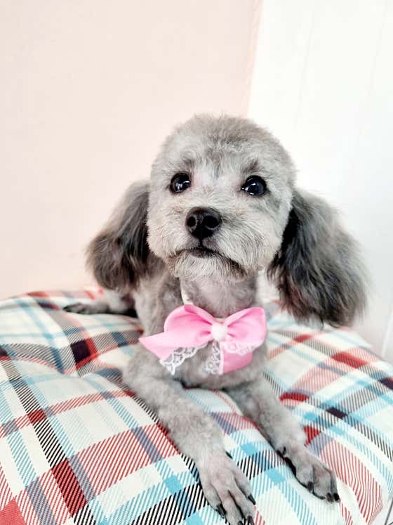 내사랑똥강아지 · 네이버 지도·플레이스 5