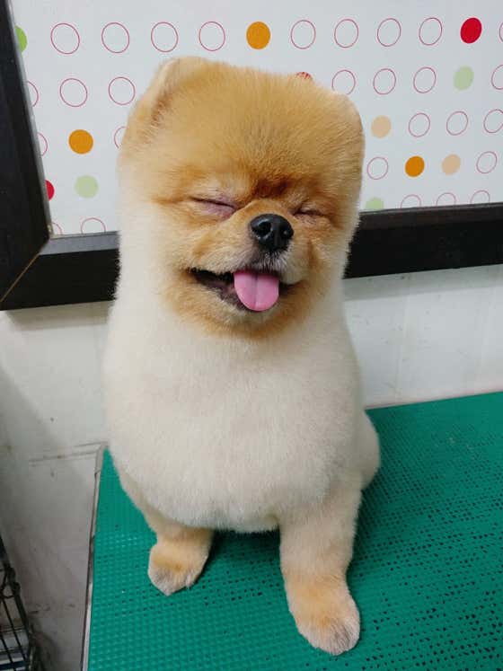 내사랑똥강아지 · 네이버 지도·플레이스 4