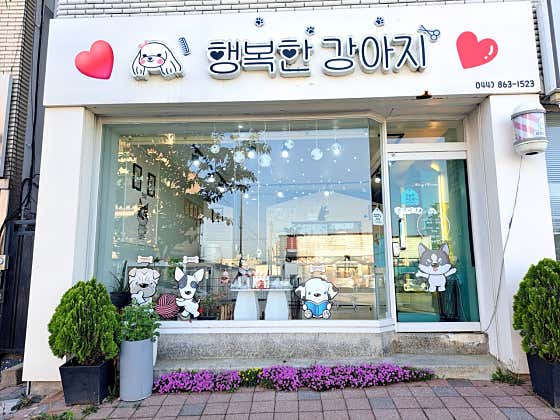 행복한강아지 대표이미지
