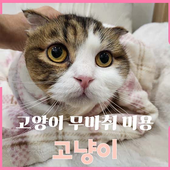 고양이무마취미용 캣 테라피 명지점