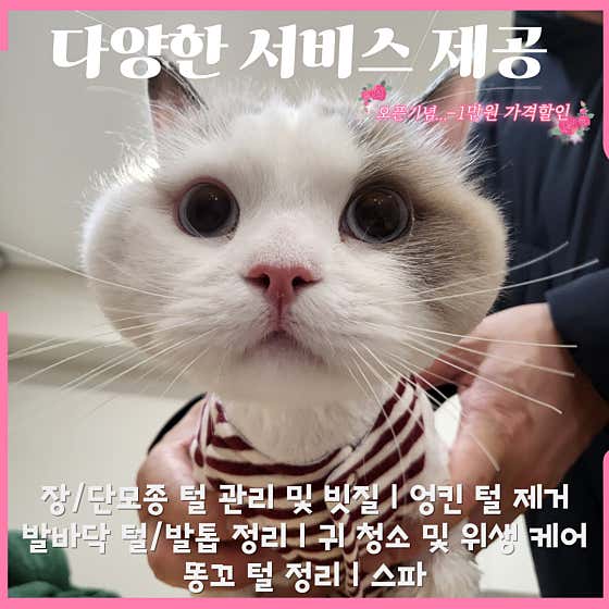 고양이무마취미용 캣 테라피 명지점 · 네이버 지도·플레이스 2