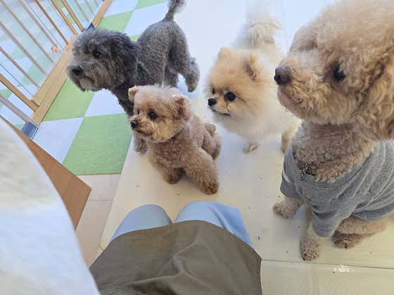 몽쥬 애견유치원 애견호텔 강아지놀이터 · 네이버 지도·플레이스 5