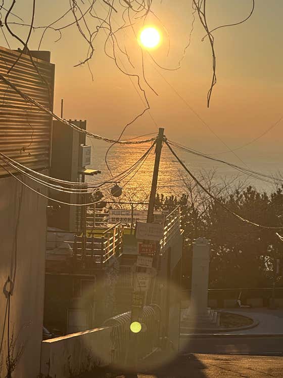 해운대도그워커