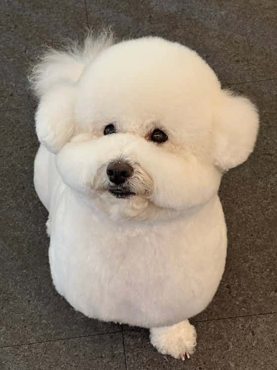 아로하반려동물케어센터