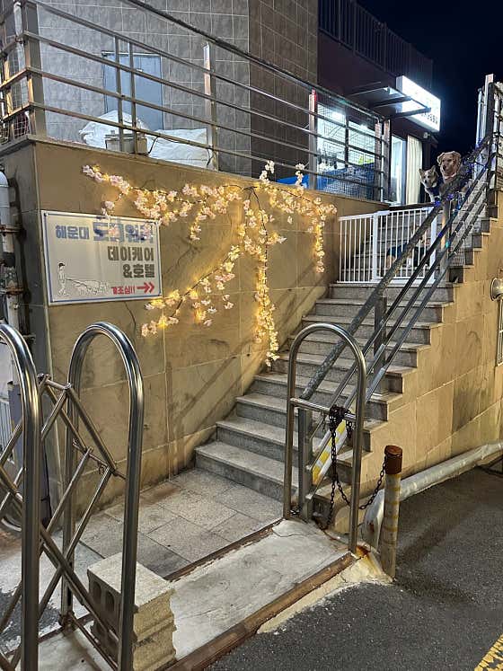 해운대도그워커 · 네이버 지도·플레이스 6