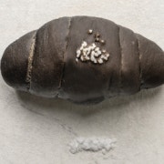 먹물소금빵 메뉴 사진(네이버)