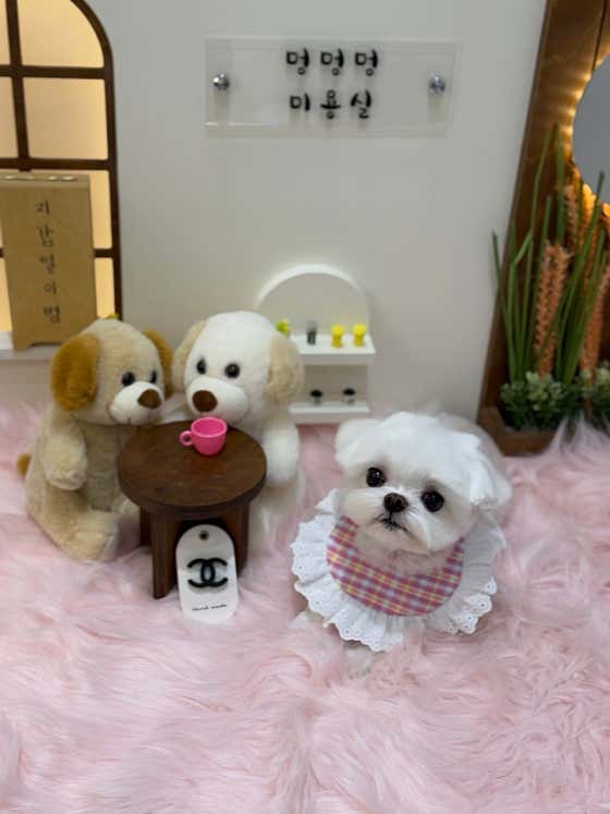 멍멍멍 대표이미지