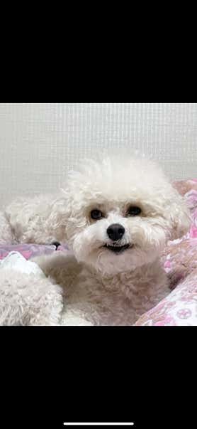펫페이지 사진