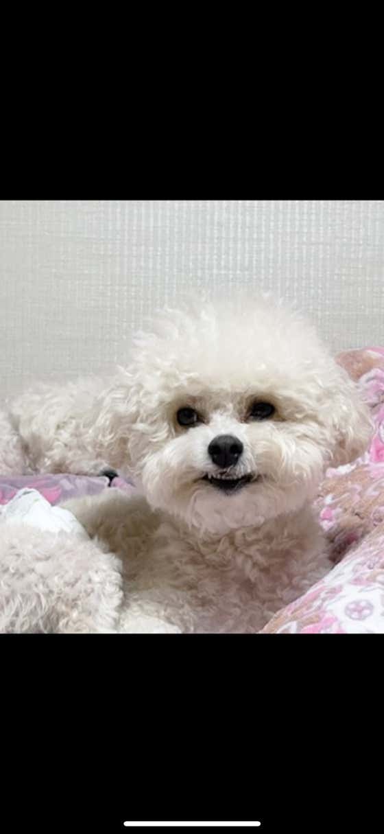 펫페이지 사진