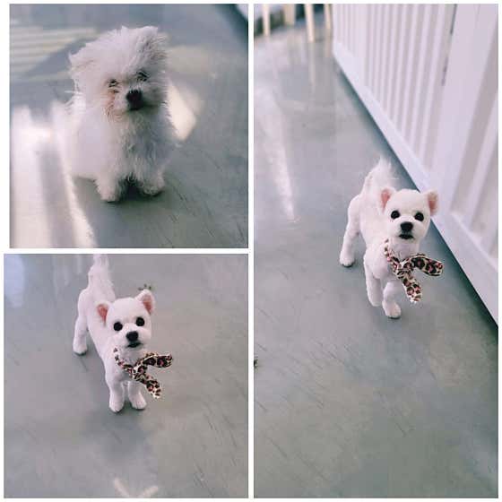 멍스타 · 네이버 지도·플레이스 9