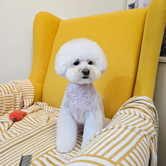 시저링포유 · 네이버 지도·플레이스 8