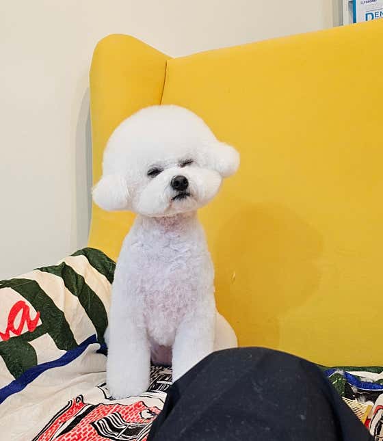 시저링포유 · 네이버 지도·플레이스 5