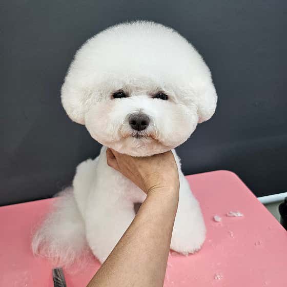 시저링포유 · 네이버 지도·플레이스 6