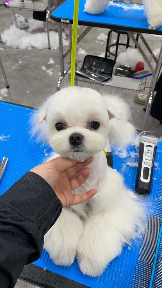 캄애견미용학원 성서이곡점 · 네이버 지도·플레이스 6
