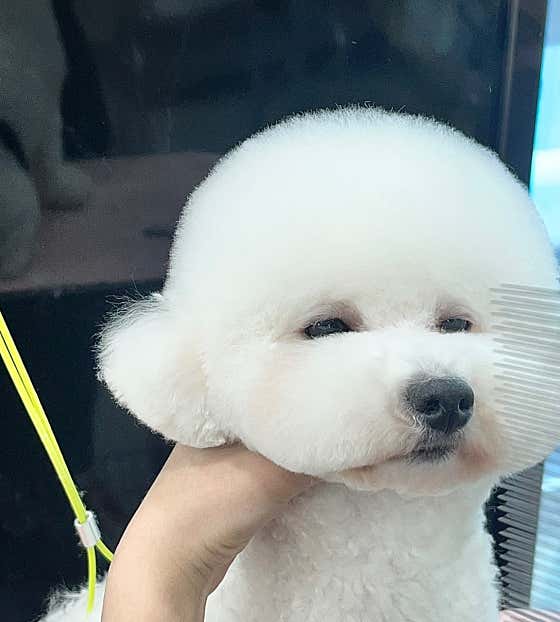 캄애견미용학원 성서이곡점 · 네이버 지도·플레이스 9