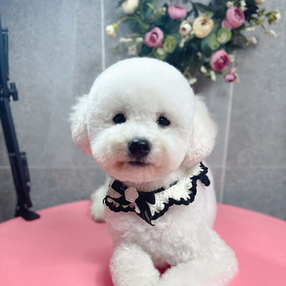그루밍살롱 강아지미용실 · 네이버 지도·플레이스 5