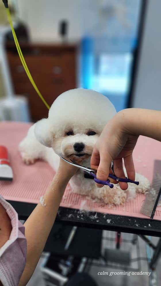 캄애견미용학원 성서이곡점 · 네이버 지도·플레이스 10