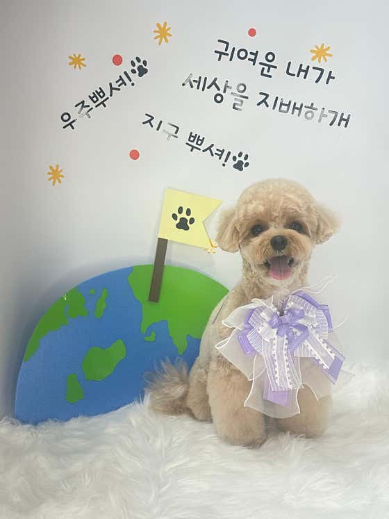 디어독 · 네이버 지도·플레이스 5