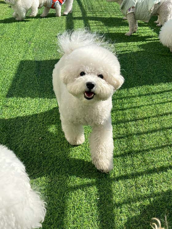 명지애견유치원호텔 댕즈니랜드 본점 · 네이버 지도·플레이스 3