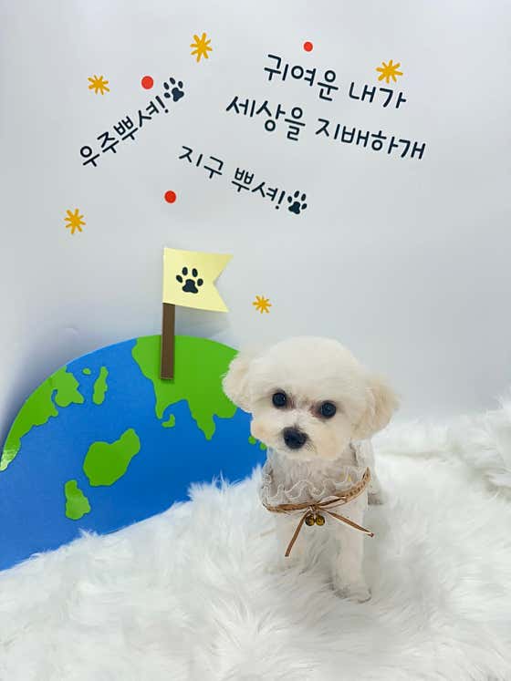 디어독 · 네이버 지도·플레이스 3