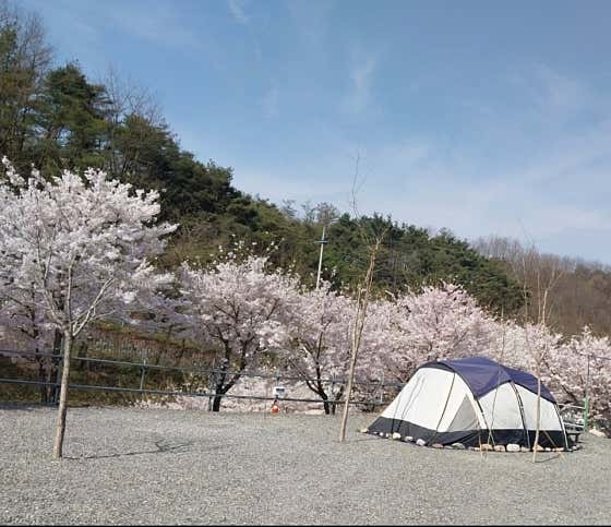 군위 솔밭야영장 대표이미지