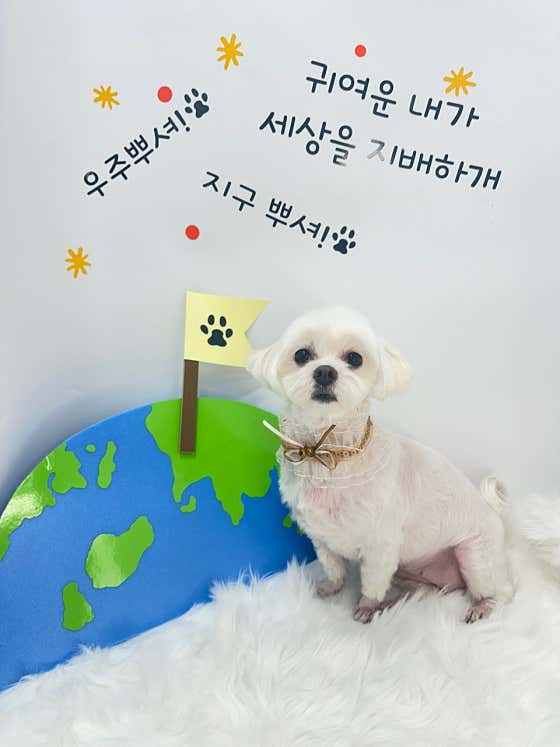 디어독 · 네이버 지도·플레이스 2
