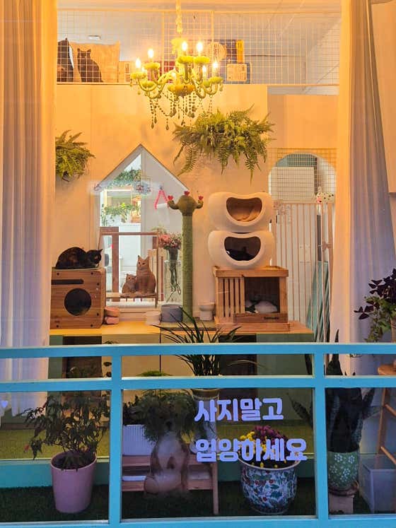 꽃보다개 · 네이버 지도·플레이스 3