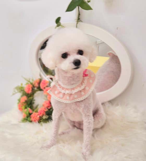 꽃보다개 · 네이버 지도·플레이스 4