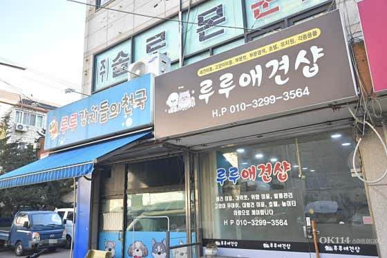 루루애견샵 · 네이버 지도·플레이스 2