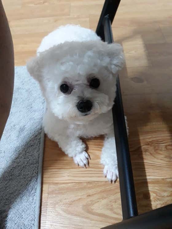 루루애견샵 · 네이버 지도·플레이스 6