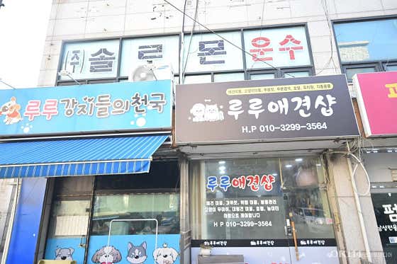 루루애견샵 대표이미지