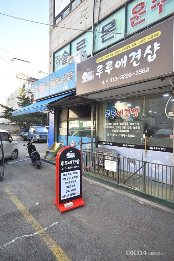 루루애견샵 · 네이버 지도·플레이스 3