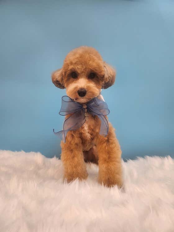 댕댕댕 애견미용실 · 네이버 지도·플레이스 9