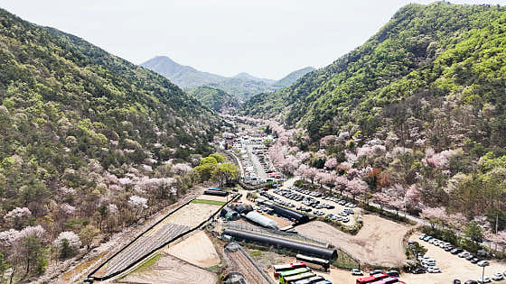 산꽃벚꽃마을오토캠핑장 대표이미지