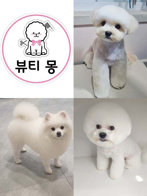 뷰티 몽