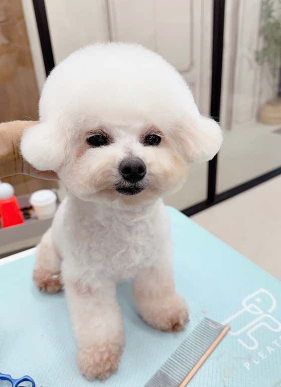강아지멋내기 · 네이버 지도·플레이스 3