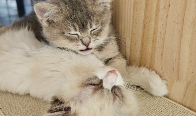 꽁냥꽁냥 고양이카페 대표 사진