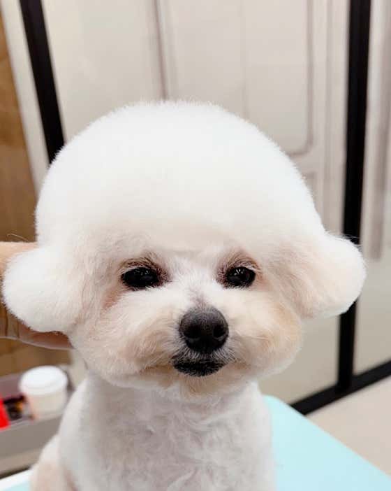 강아지멋내기 · 네이버 지도·플레이스 5